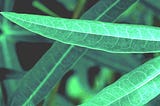 Cassava Leaf Disease Classification [Kaggle Competition]