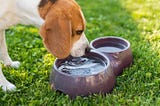 How to Recognize Dehydration and Heatstroke in Dogs