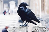Crow Boy Of The City