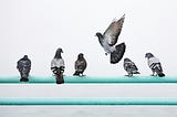 Don’t Do What Pigeons Do To You — Managing Useless Insecurity