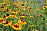 Coreopsis flowers in a pocket prairie for pollinators in Marble Heights, Ohio