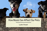 How Music Can Affect Our Pets