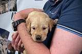 Golden Retriever puppy being held