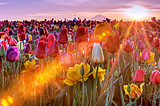 Tulip Sunset, Woodburn, Oregon