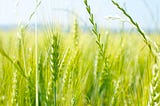 Unripe stalk of grain standing focused with field unfocused in background.