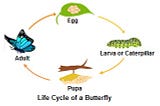 How different organs of creatures grow from the yoke and the albumin inside an egg — a hypothesis