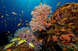 Scuba diving in the Andamans & underwater perspectives on work life