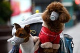 Can dogs catch COVID-19?