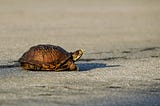 Turtle crossing the road