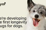 PetTech, three startups for human’s best friend gaining traction. 🐶