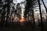 The sun setting in the woods in Dorset
