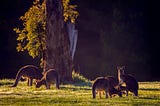 Photographing What Is Quintessentially Outback Australia