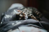 The Stray Cat
