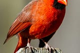 Bird Visit After Death of Loved One