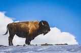The Girl Who Rode The Bison’s Mind