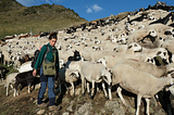 ‘This is living to me’: The women swapping city life for shepherding in the Pyrenees