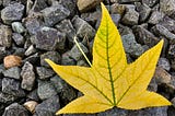 Yellow autumn leaf on grey stones