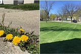 collage (L) dandelions in sidewalk, (R) stripes on grass from mower