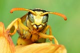 Wasp close-up