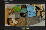 Become a community scientist by watching puppy videos with Pounce!