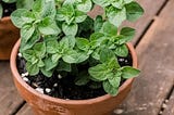 Tropical Herb Gardening: 5 Types of Popular Herbs for Your Garden (PART 2)