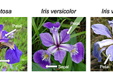 Iris Flower Classification