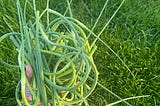 My freshly trimmed scapes!