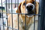 Why You Should Adopt A Senior Dog This November