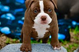 WHAT IS A POCKET SIZE AMERICAN BULLY? MICRO, POCKET, STANDARD, CLASSIC, XL & EXOTIC BULLY