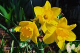 Happy Daffodils