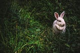 Understanding Different Exchanges of RabbitMQ