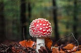 Photo by Finn Ijspeert of an Amanitas Mascaria mushroom with a red and white cap growing on a forest floor of brown leaves and green trees in the background