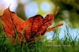 An orange leaf on green grass.