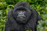 Mountain Gorilla Permits Discounted For All African Citizens