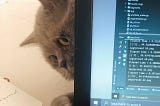 a cat touching the laptop screen