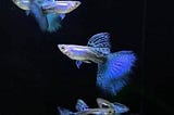 Diving into the World of Half Black Blue Guppies: A Colorful Aquatic Adventure!