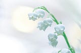 snow drops against a blurry white background