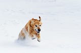 Keeping Pets Safe In Extreme Temperatures