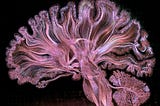 Consciousness and Strange Loops