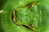 Moving from C to Python
