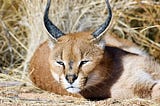 Can a caracal kill a human