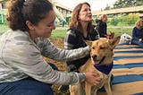 Take a break from your stressful finals week with therapy dogs