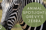 Spotlight: Grevy’s Zebra