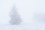 Snow covered pine tree in foggy, whiteout conditions.