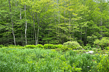 Nature scene, grasses, shrubs, trees, in Acadia National Forest.