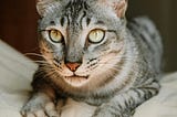 A charming portrait of a tabby cat.