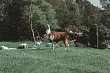 Guard Animals as Nonlethal Predator Control