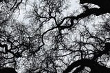 The Great Oak