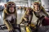 What If They Can Speak? (Sri Lanka Monkeys Issue)