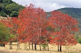 The Common Persimmon